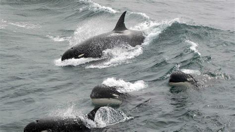 46,178 likes · 1,277 talking about this · 205 were here. Las orcas viven más si tienen abuela