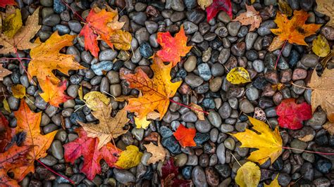 Leaves Stones Maple Wet Autumn Wallpaper And Background