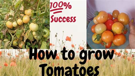 How To Grow Tomatoes At Home Tips And Care 💯 Best And Easy Way Youtube