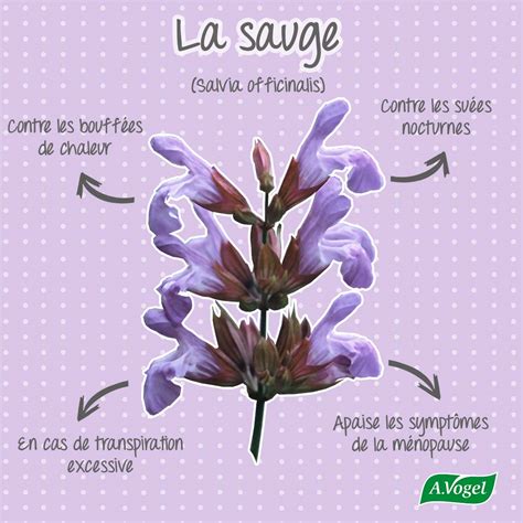 Salvia Officinalis L Sauge Encyclopédie Plantes Avogel