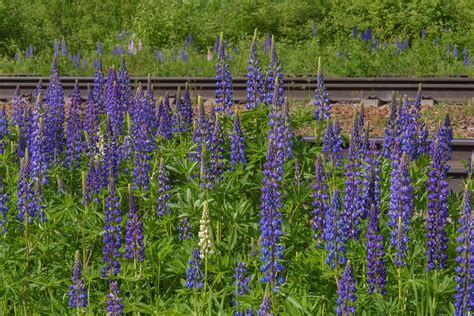 Slideshow 2074-13: Blue lupin (Lupinus) near railroad near Orekhovo ...