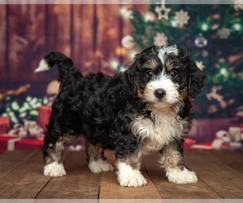 Puppies for sale in michigan will vary in prices due to a number of factors like breeder experience, breed, gender, coat color, and more. View Ad: Miniature Bernedoodle Puppy for Sale near ...