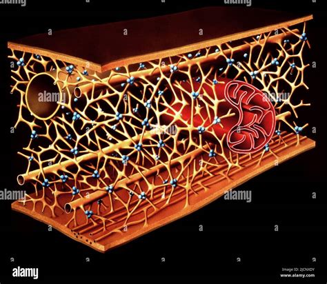 Microtrabecular Network Illustration This Network Is Part Of The