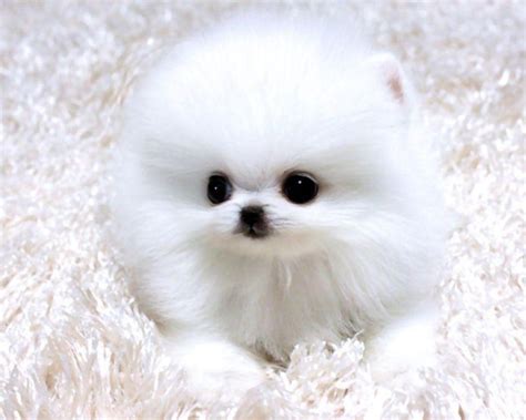 Pomeranian Teacup Dogs Wallpapers Wallpaper Cave