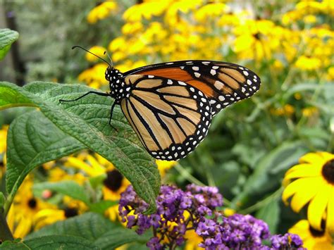 Turning your garden, window box, or backyard into a beautiful home for butterflies. Florida Butterfly Garden | Landscape By Design | St ...