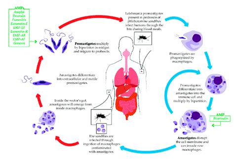 Schematic Life Cycle Of Leishmania The Blue Arrows Indicate Life Download Scientific Diagram