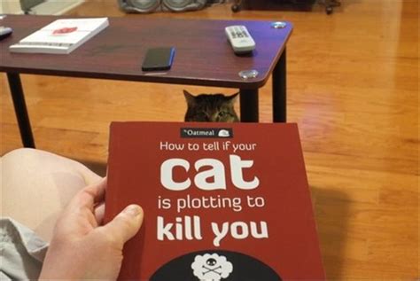 How To Tell If Your Cat Is Trying To Kill You Dump A Day