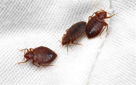 5 Easy Steps To Prevent A Bed Bug Infestation
