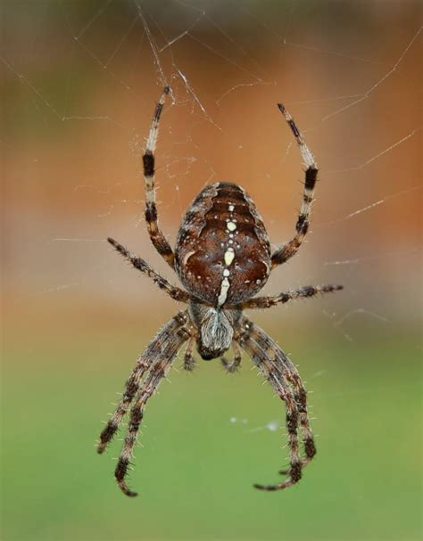 Garden Orb Weaving Spider Photo