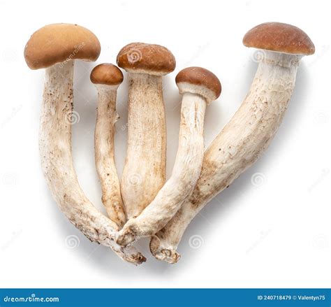 Armillaria Mellea Or Honey Mushrooms Isolated On White Background Stock