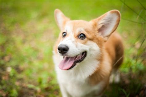 Premium Photo Corgi Dog Smile And Happy In Summer Sunny Day