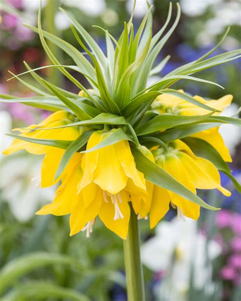 Fritillaria Imperialis Lutea Bulbs — Buy Yellow Crown Imperials