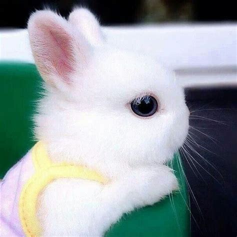 Cute Bunny Aww