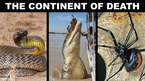 6 Most Dangerous Animals In Australia Youtube