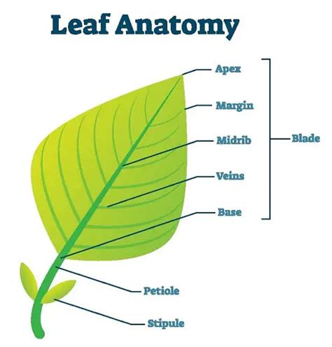 Plant Leaves And Leaf Anatomy