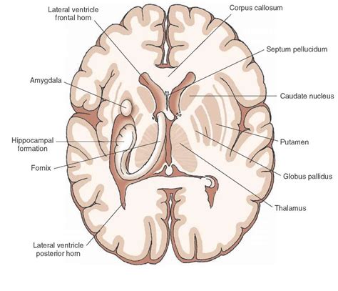 Overview Of The Central Nervous System Gross Anatomy Of The Brain Part 2