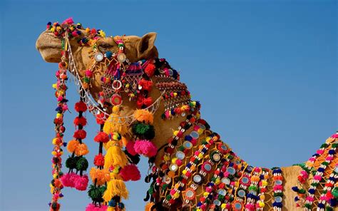 Beautiful Rajasthani Camel Hd Wallpapers