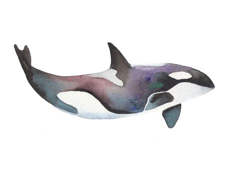 Orca Whale Watercolour 11x14 Print By Nicolegault On Etsy