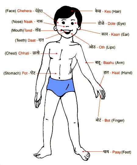 Skeleton appendicular human body parts diagram and name marathicom skeleton wikipediarhenwikipediaorgjpg from the above resolutions which is part of the human anatomydownload this image for free in hd. शरीर के अंगों के नाम - हिन्दीकुंज,Hindi Website/Literary ...