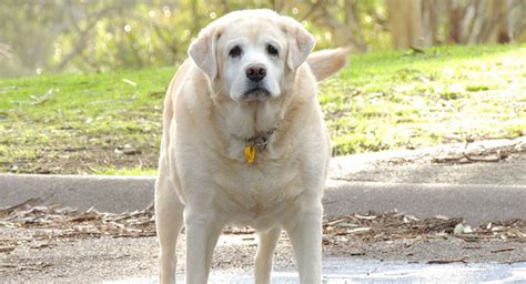 12 Signs Of Aging Every Dog Owner Needs To Look For