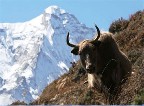 Yak In Indian Himalayas Face Threat Of Climate Change