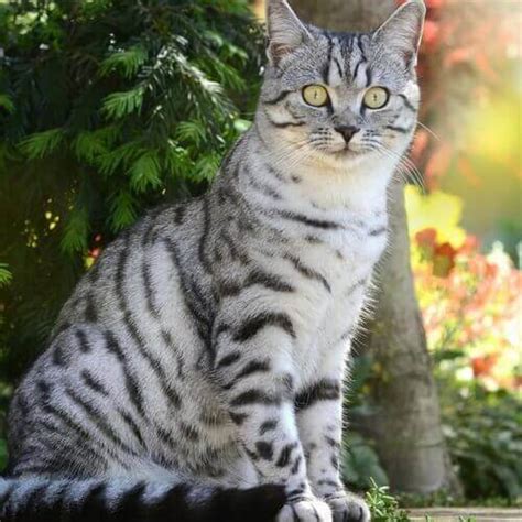 American Shorthair Cat Breeds Vida Veterinary Care