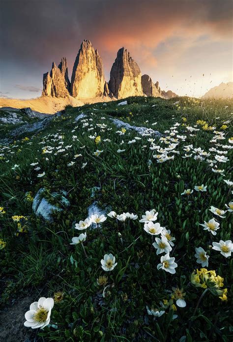 Alps Dolomites Alpine Flowers Italy Digital Art By Luca Benini