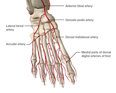 Arterial System Of The Foot By Asklepios Medical Atlas Ph