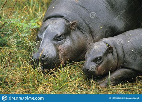 Hippopotamus And Calf Royalty Free Stock Image