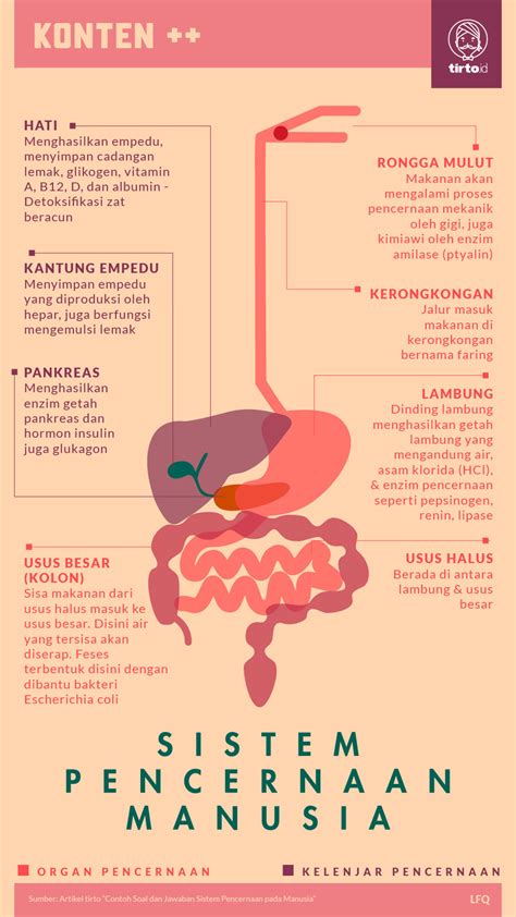 Contoh Soal Sistem Pencernaan Manusia Dan Jawaban Dari Kemdikbud