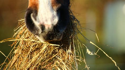 How Much Hay To Feed A Horse In Winter Hay Feeding Guide Equineigh