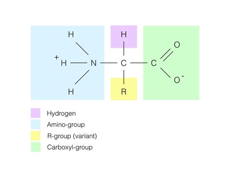 Amino Acid General Structure Download Scientific Diagram