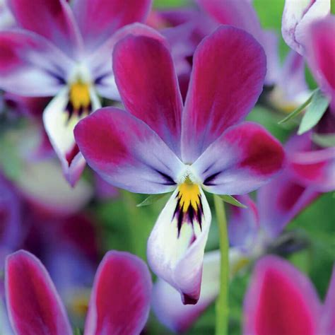 Bunny Ears Viola Seeds Park Seed