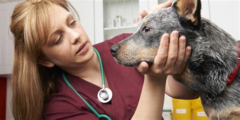 3 Pet Surgery After Care Tips Countryside Veterinary Clinic