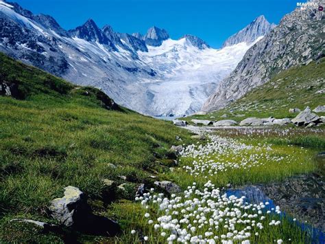 Alps Flowers Wallpapers Top Free Alps Flowers Backgrounds