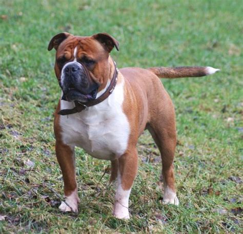 Olde English Bulldogge Information and Facts: Is This Dog Breed Right ...