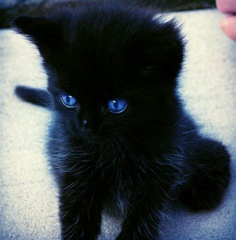 I Want A Black Kitten With Blue Eyes Animals Pinterest I Want