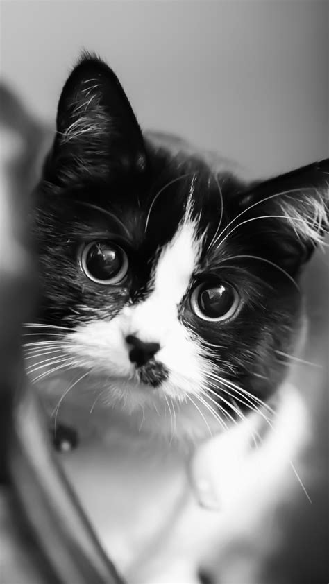 Black And White Cat Wallpaper ·① Wallpapertag