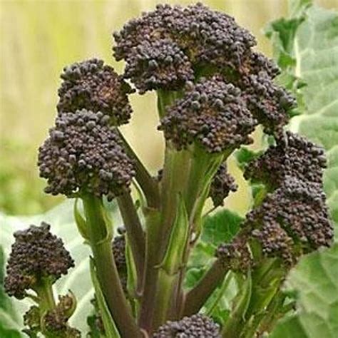 Early Purple Sprouting Broccoli 1 G ~250 350 Seeds Heirloom Open