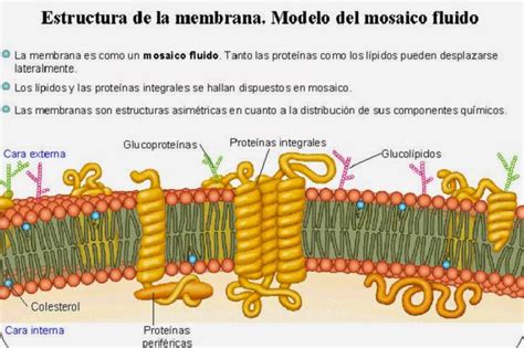 Estructura Y Funci N De La Membrana Plasm Tica Coggle Diagram Gambaran