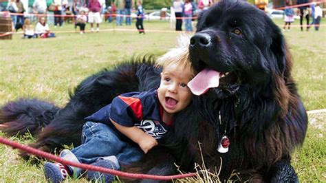 Newfoundland Dogs And Babies Kissing And Playing Together