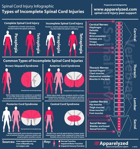 Sci Syndromes Spinal Cord Injury Physical Therapy Spinal Cord