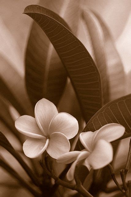 The Touch In Sepia Sepia Photography Flowers Photography Tone