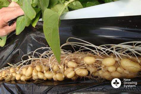 5 Tips For Growing Hydroponic Potatoes Climatebiz