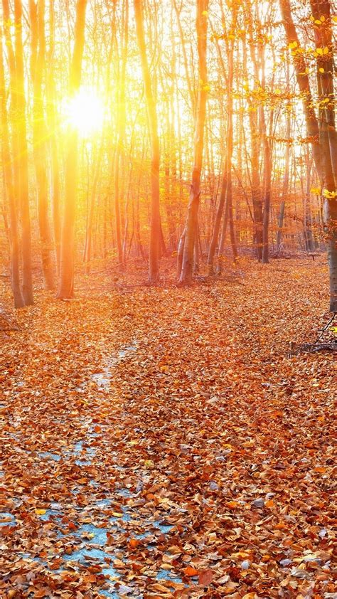 23 Awesome Autumn Sun Rays Wallpapers