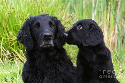 Black Flat Coated Retriever With Puppy Photograph By Dog Photos