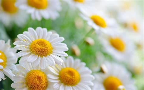 Daisy Flower Wallpapers Top Free Daisy Flower Backgrounds