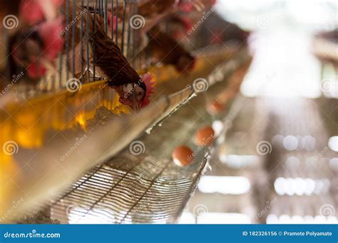 Chicken Farm Production Of Chicken For Eggseggs In Tray Stock Photo