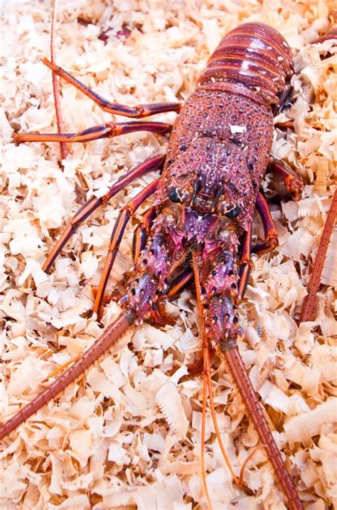 Fresh Lobster Stock Image Image Of Closeup Head Market 26171643