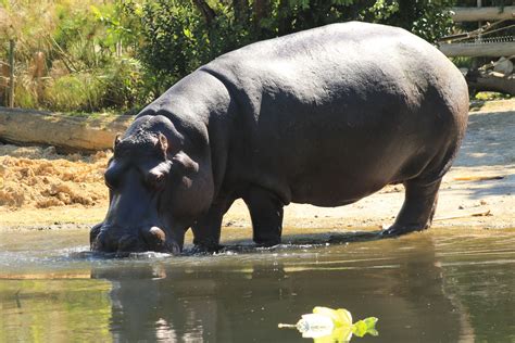 Hippopotamus Drinking Water 5k Uhd Wallpaper